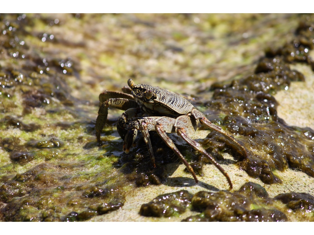 2010-10-24 07-44-34 - Maldives 2010 IMG_6133 2010-10-24 07-44-34 - Maldives 2010 IMG_6133